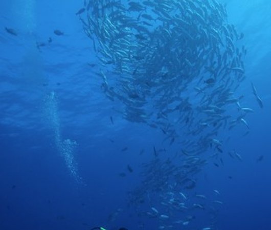 aquarev-plogee-sous-marine-polynesie-francaise-rangiroa-sejour-raie-manta-club-banc-de-poissons