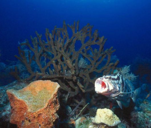 aquarev-plongee-sous-marine-bahamas-centre-nassau-merou