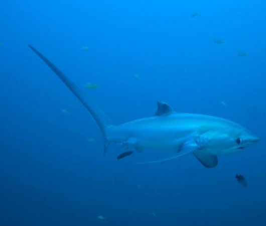 aquarev-plongee-sous-marine-croisiere-philippines-seadoors-requin-renard
