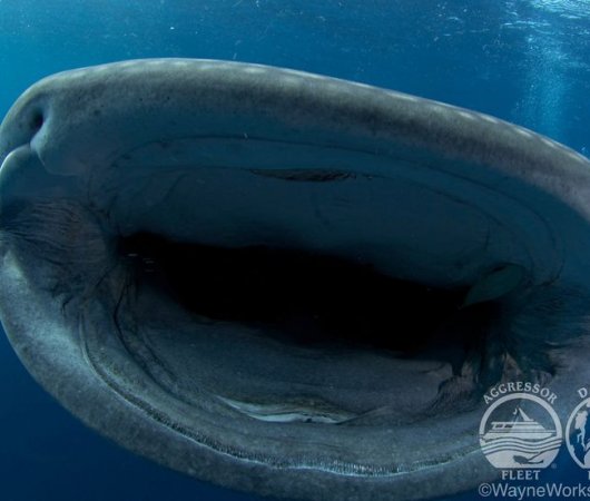 aquarev-plongee-sous-marine-croisiere-thailande-aggressor-requin-baleine