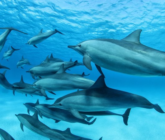 aquarev-plongee-sous-marine-egypte-marsa-alam-sejour-centre-de-plongee-tgi-diving-international-banc-de-dauphins