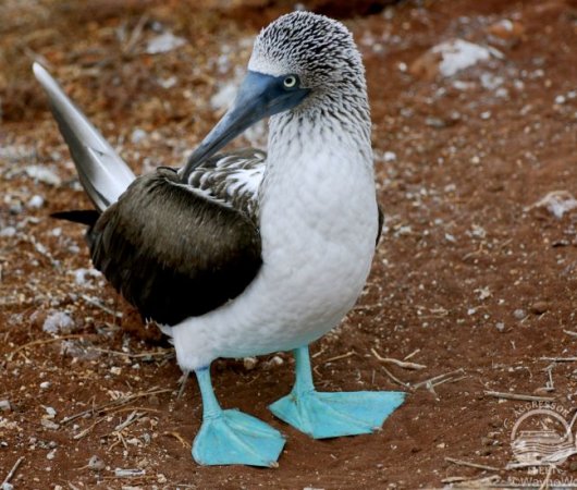 aquarev-plongee-sous-marine-equateur-galapagos-croisiere-oiseau-fou-a-pieds-bleus