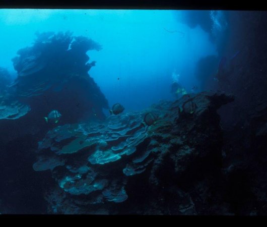 aquarev-plongee-sous-marine-ile-rodrigues-sejour-centre-de-plongee-jacky-diving-site-sandrava