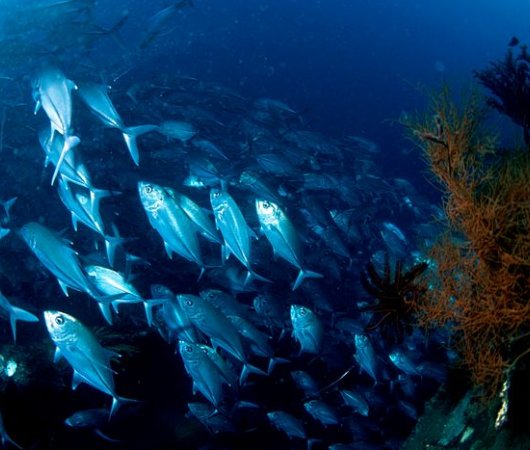 aquarev-plongee-sous-marine-indonesie-bali-sejour-dive-center-gangga-divers-bali-bans-de-poissons2bis