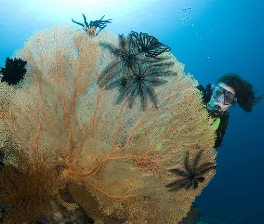 aquarev-plongee-sous-marine-indonesie-bali-sejour-dive-center-gangga-divers-bali-corail1