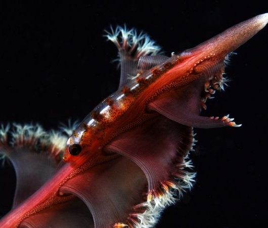 aquarev-plongee-sous-marine-indonesie-bali-sejour-dive-center-gangga-divers-bali-micro-poisson1