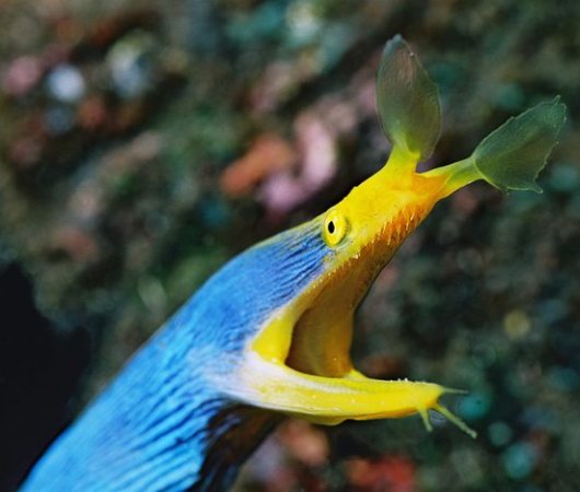 aquarev-plongee-sous-marine-indonesie-bali-sejour-dive-center-gangga-divers-bali-poisson-feuille1