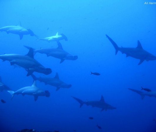 aquarev-plongee-sous-marine-mexique-soccoro-croisiere-nautilus-explorer-banc-de-requins-marteaux2bis