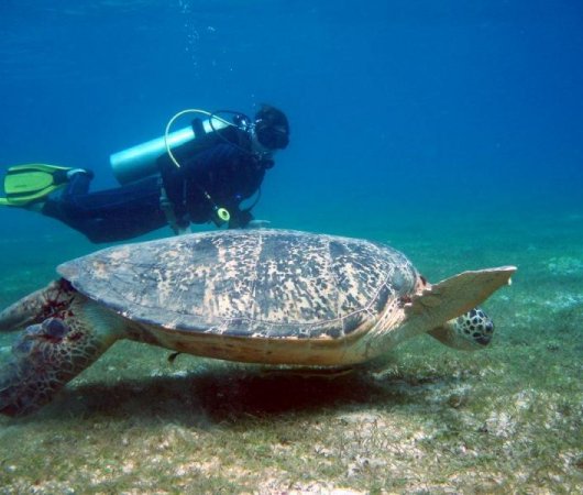 aquarev-plongee-sous-marine-philippines-mindoro-sejour-hotel-pandan-island-resort-tortue-et-plongeur