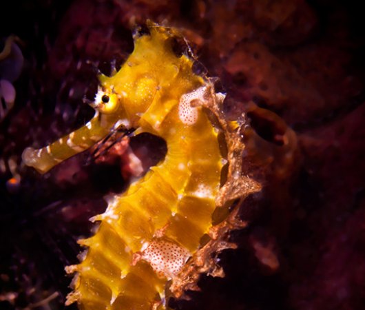 aquarev-plongee-sous-marine-philippines-puerto-galera-sejour-centre-plongee-asia-divers-hippocampe
