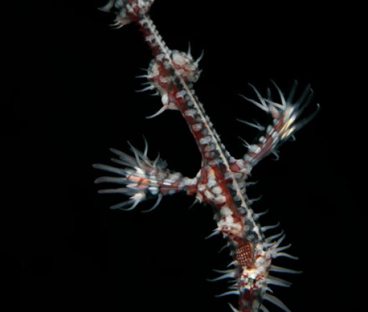 aquarev-plongee-sous-marine-philippines-underwater-macro