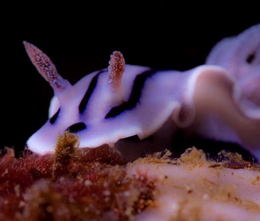 aquarev-plongee-sous-marine-philippines-underwater-nudibranche1