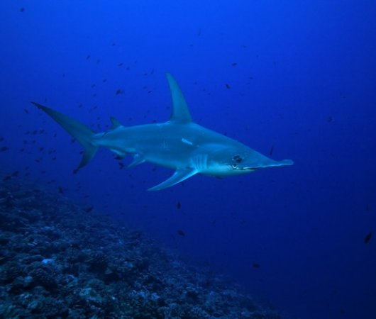 aquarev-plongee-sous-marine-polynesie-francaise-rangiroa-sejour-raie-manta-club-requin-marteau