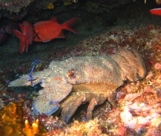 aquarev-plongee-sous-marine-sejour-centre-scubateam-cigale-de-mer