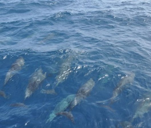 aquarev-plongee-sous-marine-sejour-centre-scubateam-dauphins