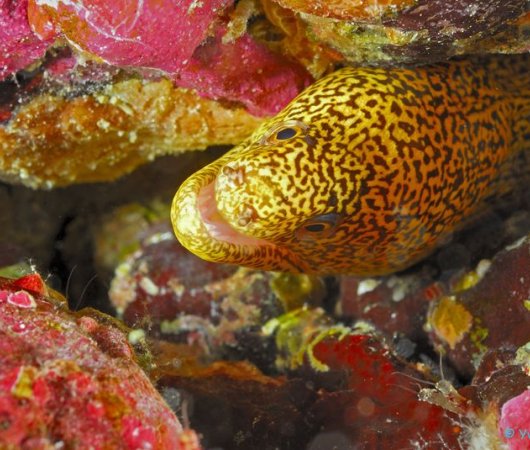 aquarev-plongee-sous-marine-sejour-centre-scubateam-murence-corail