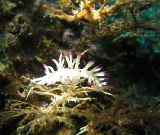 aquarev-plongee-sous-marine-sejour-centre-scubateam-nudibranche