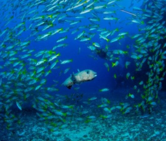 aquarev-plongee-sous-marine-sejour-centre-scubateam-poisson-2