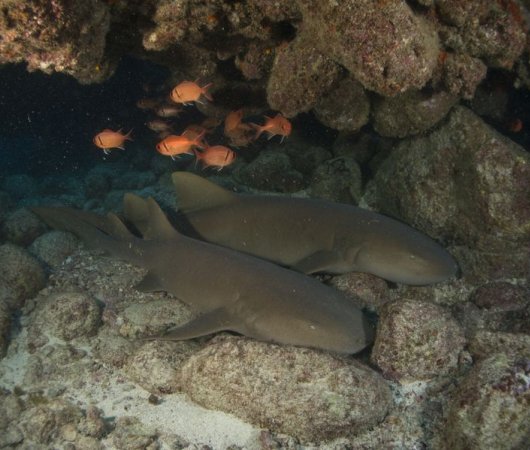 aquarev-plongee-sous-marine-sejour-centre-scubateam-requin