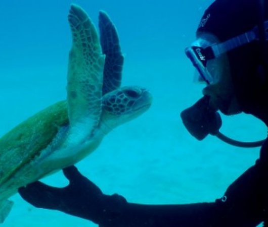 aquarev-plongee-sous-marine-sejour-centre-scubateam-tortue