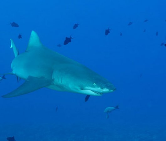 aquarev-plongee-sous-marine-sejour-polynesie-francaise-moorea-centre-scubapiti-requin