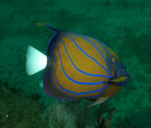 aquarev-plongee-sous-marine-sejour-sri-lanka-poisson1