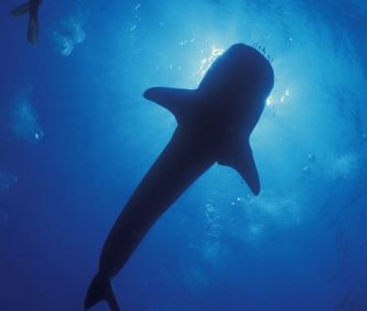 aquarev-plongee-sous-marine-thailande-croisiere-bateau-the-junk-world-wide-dive-and-sail-underwater-requin-baleine-resultat