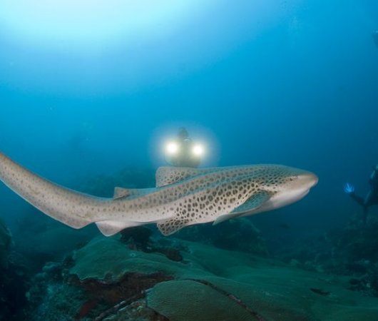 aquarev-plongee-sous-marine-thailande-croisiere-bateau-the-junk-world-wide-dive-and-sail-underwater-requin-resultat