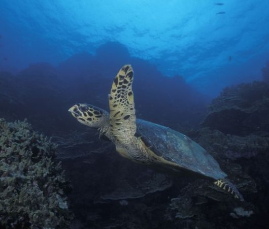 aquarev-plongee-sous-marine-thailande-croisiere-bateau-the-junk-world-wide-dive-and-sail-underwater-tortue-resultat