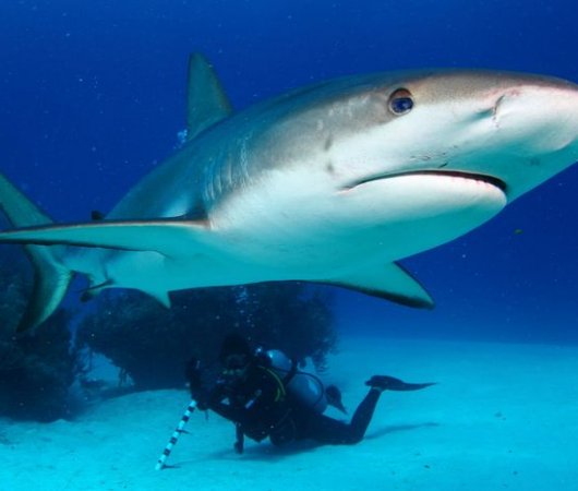 aquarev-voyage-plongeesousmarine-sejour-bahamas-centredeplongeee-reefoasis-requin