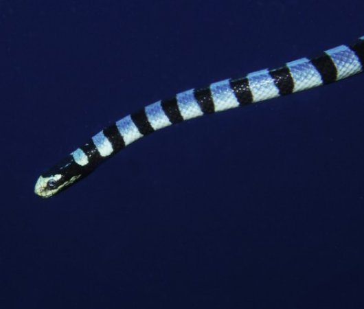 aquarev-voyageplongeesousmarine-sejour-philippines-dumaguete-thalattaresort-centredeplongee-negrosdivers-serpent