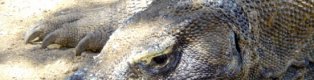 Komodo