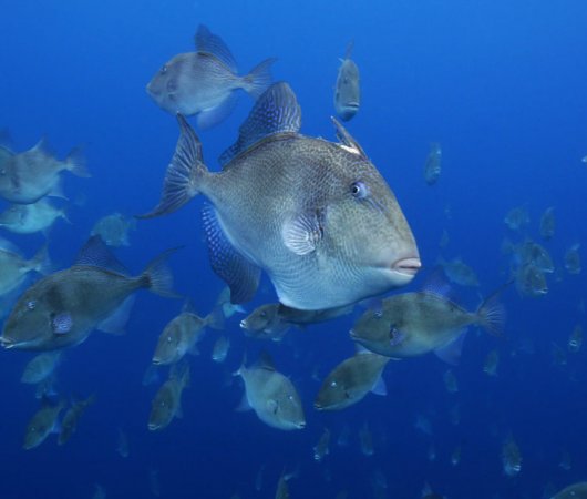 aquarev-croisiere-plongee-sous-marine-acores-sail-dive-mola-mola