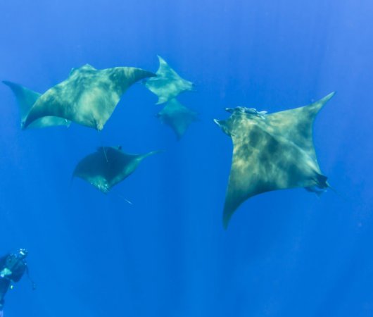 aquarev-croisiere-plongee-sous-marine-acores-sail-dive-raies-mobulajpg