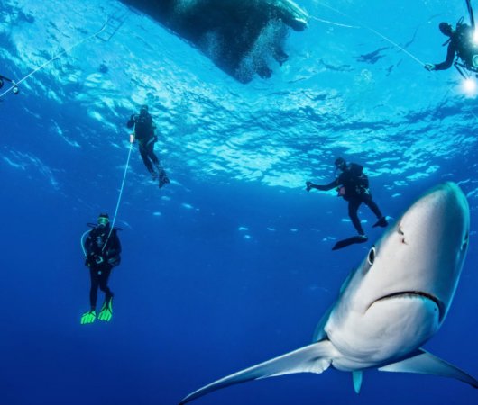 aquarev-croisiere-plongee-sous-marine-acores-sail-dive-requins