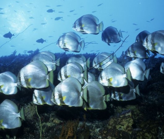 aquarev-plogee-sous-marine-indonesie-borneo-sejour-hotel-maratua-paradise-resort-poissons-underwater1