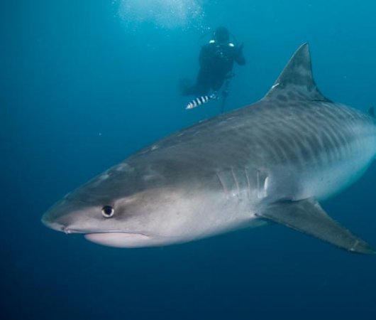 aquarev-plongee-sous-marine-afrique-du-sud-sejour-umkomaas-requin-tigre