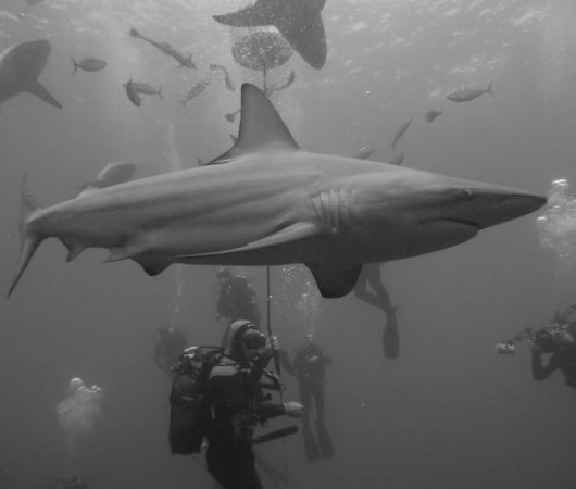 aquarev-plongee-sous-marine-afrique-du-sud-sejour-umkomaas-requin-tigre2