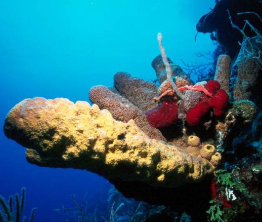 aquarev-plongee-sous-marine-bahamas-centre-nassau-corail