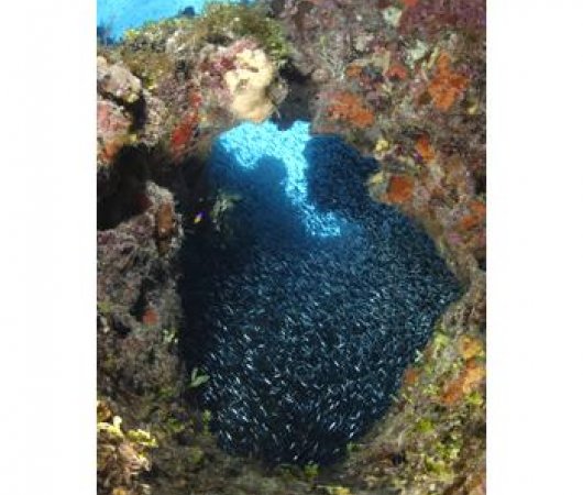 aquarev-plongee-sous-marine-bahamas-centre-nassau-grotte