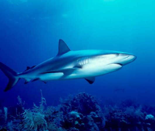 aquarev-plongee-sous-marine-bahamas-centre-nassau-requin