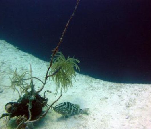 aquarev-plongee-sous-marine-bahamas-croisiere-aquacat-trou-bleu