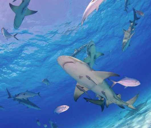 aquarev-plongee-sous-marine-bahamas-croisiere-bateau-carib-dancer-aggressor-fleet-banc-de-requins-resultat