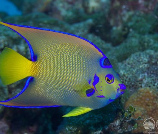 aquarev-plongee-sous-marine-bahamas-croisiere-bateau-carib-dancer-aggressor-fleet-poisson-ange-royal-resultat