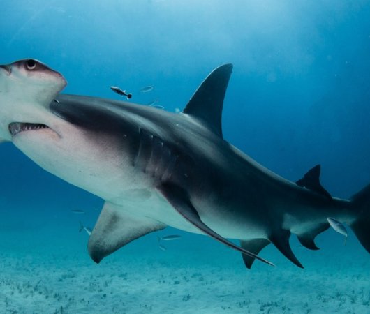aquarev-plongee-sous-marine-bahamas-croisiere-shear-water-requin-marteau.jpeg