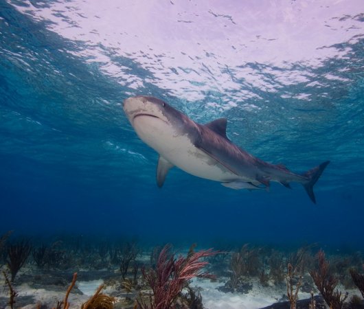 aquarev-plongee-sous-marine-bahamas-croisiere-shear-water-requin-tigre.jpeg