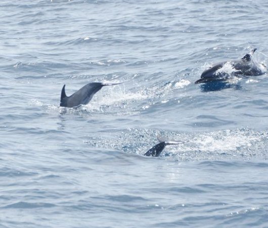 aquarev-plongee-sous-marine-cap-vert-centre-de-plongee-scubateam-dauphinsbis