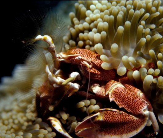 aquarev-plongee-sous-marine-centre-de-plongee-octopus-praslin-crabe-porcelaine-produit.jpeg