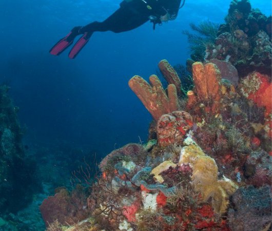 aquarev-plongee-sous-marine-centre-dominique-dive-dominica-coraux