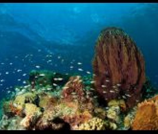 aquarev-plongee-sous-marine-centre-dominique-dive-dominica-eponge